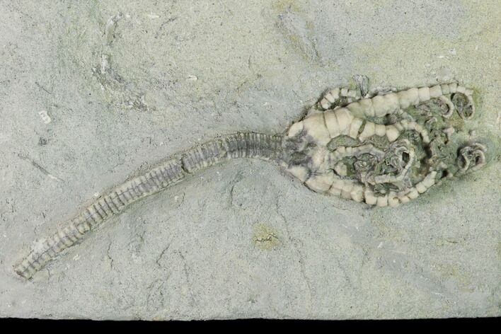 Fossil Crinoid (Barycrinus) - Crawfordsville, Indiana #150427